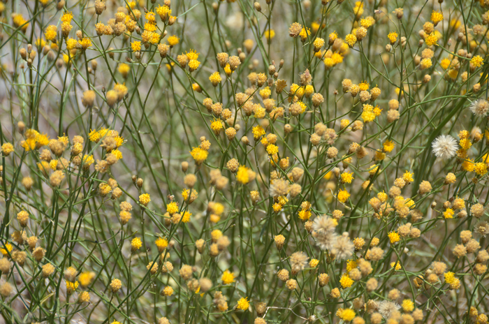 Sweetbush Bebbia; a mostly erect shrub or subshrub, strongly short lived scented plants intricately branched with slender brittle branches from thick woody root-crown. Chuckwallas are known to relish Sweetbush Bebbia along with many other yellow flowered desert plant species. Bebbia juncea